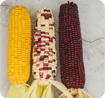 Sweet Corn Heritage Varieties