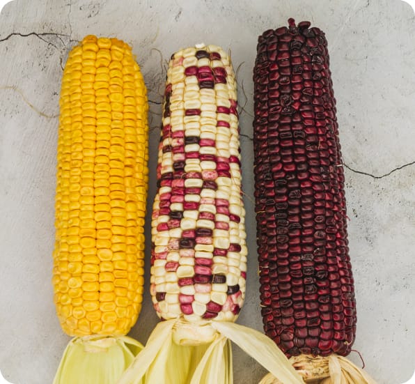 Sweet Corn Heritage Varieties