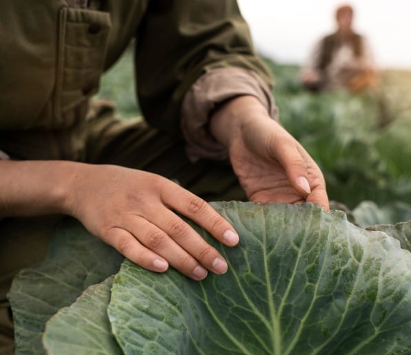 image of cabbage